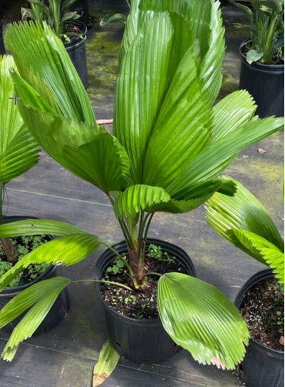 Licuala Palm